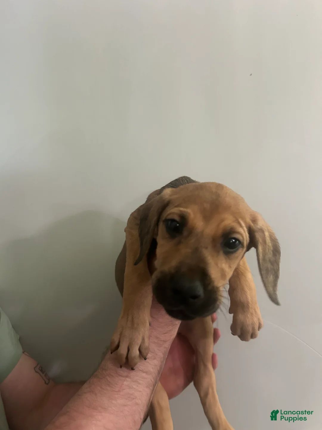 Mixed Breed dogs for sale: Puppy 8  - Ad 1
