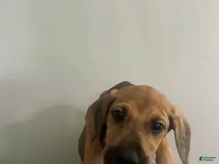 Mixed Breed dogs Puppy 8 - Ad 37