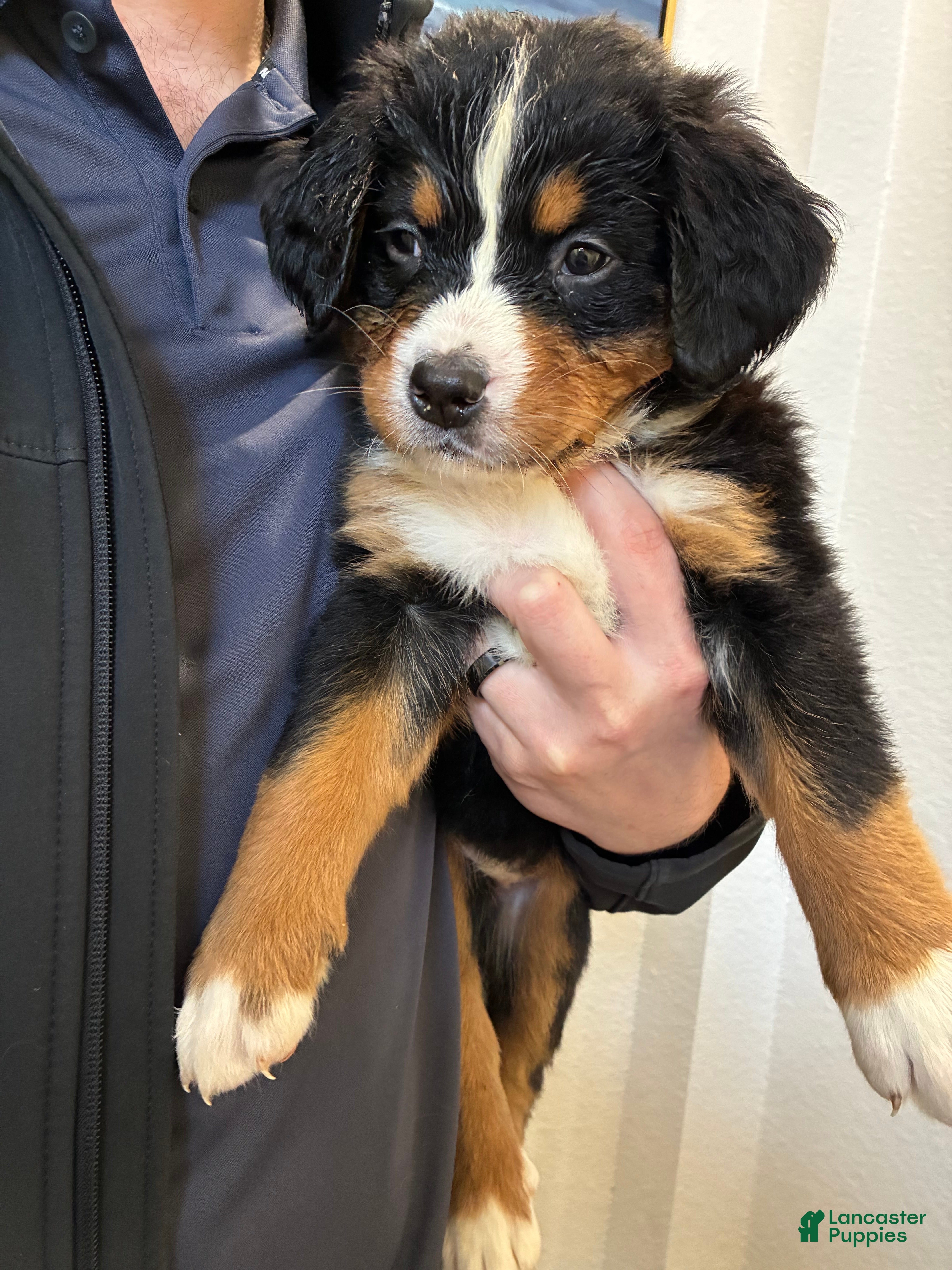 Bernese Mountain Dog dogs Bernese Mountain Dog Puppy 2 - Ad 3