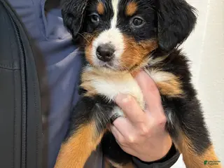 Bernese Mountain Dog dogs Bernese Mountain Dog Puppy 2 - Ad 3