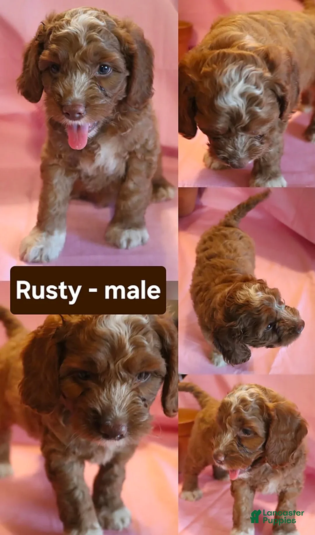 Cockapoo dogs for sale: Rusty - Ad 1