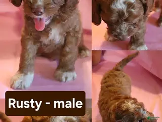 Cockapoo dogs Rusty - Ad 9