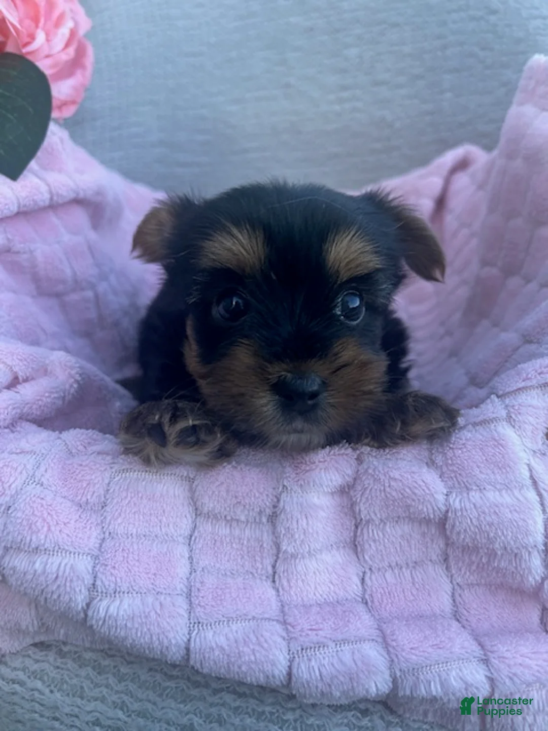 Yorkshire Terrier dogs for sale: June - Ad 1
