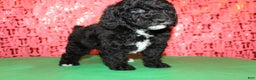 Miniature Poodle dogs for sale: Pepper - Ad 1