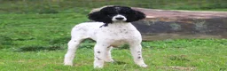 Sheepadoodle dogs for sale: Thomas - Ad 9
