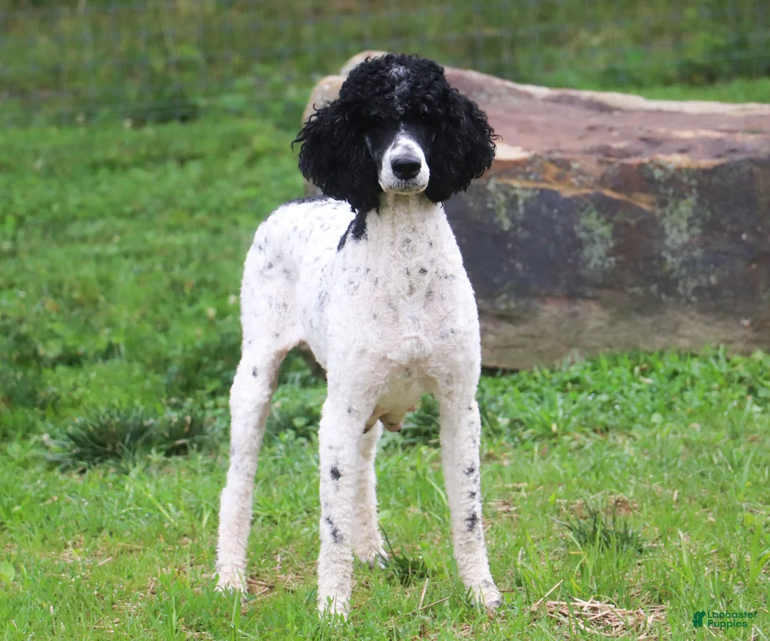 Sheepadoodle dogs for sale: Thomas - Ad 9