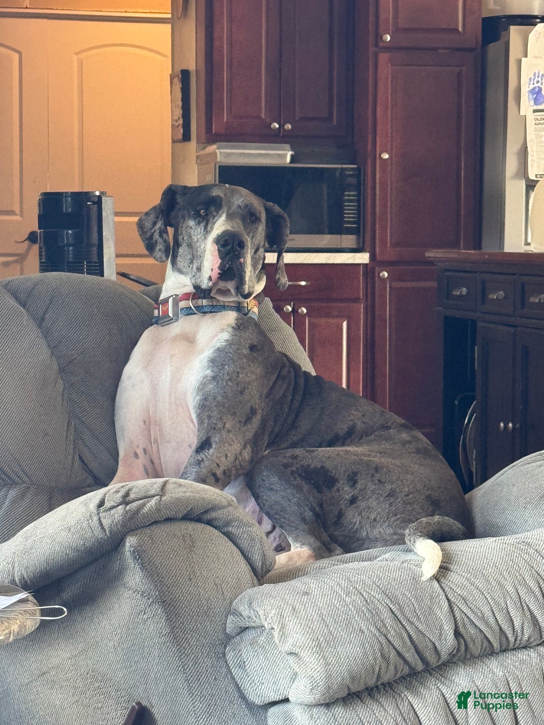 Great Dane dogs for sale: Penny - Ad 4
