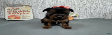 Yorkshire Terrier Puppy 3