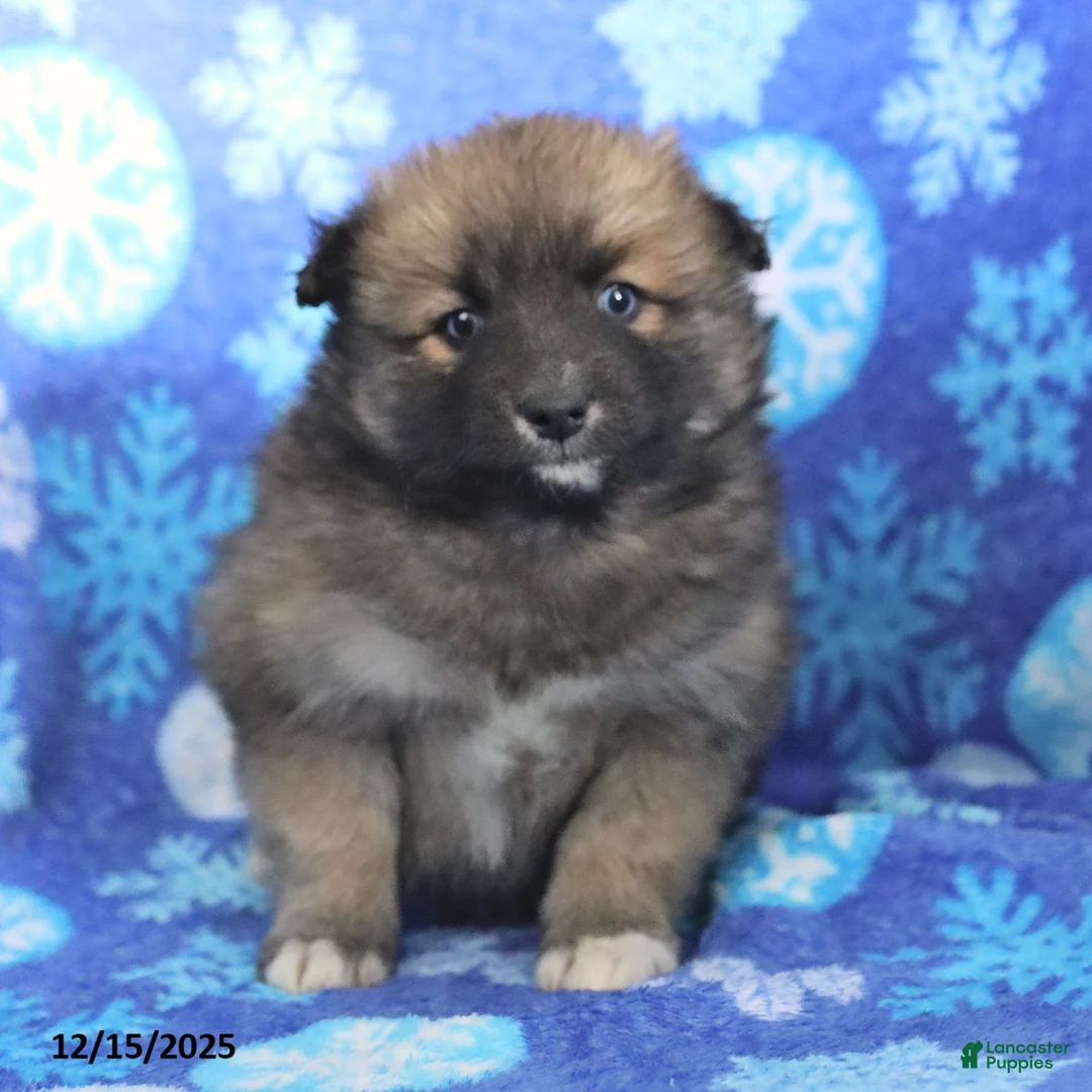 Pomsky dogs for sale: Fletcher - Ad 12