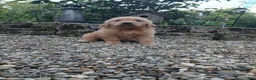 Golden Retriever dogs for sale: Rosie - Ad 1