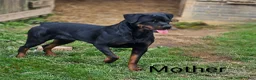 Rottweiler dogs for sale: Roxy - Ad 20