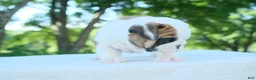 English Bulldog dogs for sale: Charlie - Ad 6