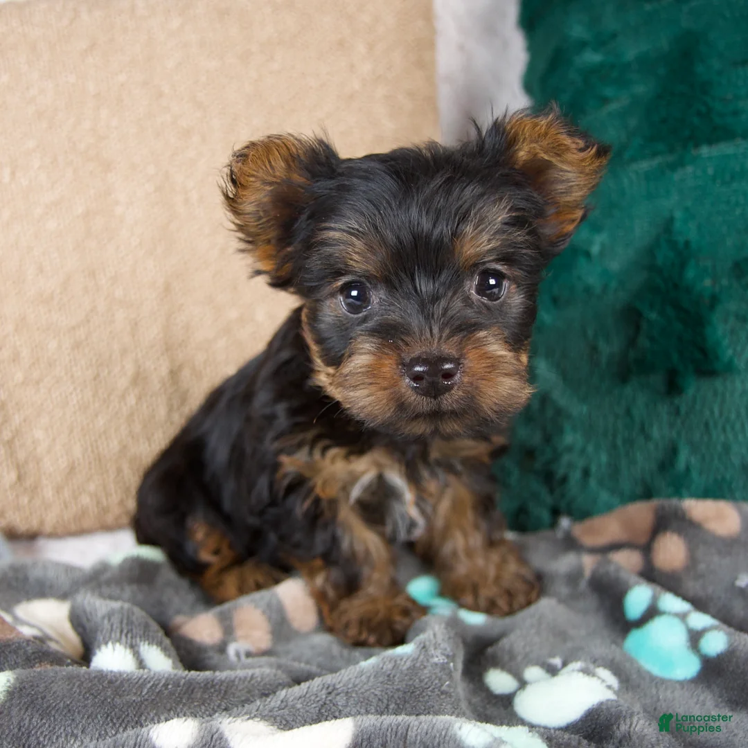 Yorkshire Terrier dogs for sale: Gabby - Ad 2