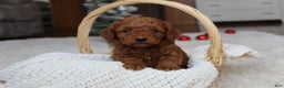 Cavapoochon dogs for sale: Molly - Ad 2