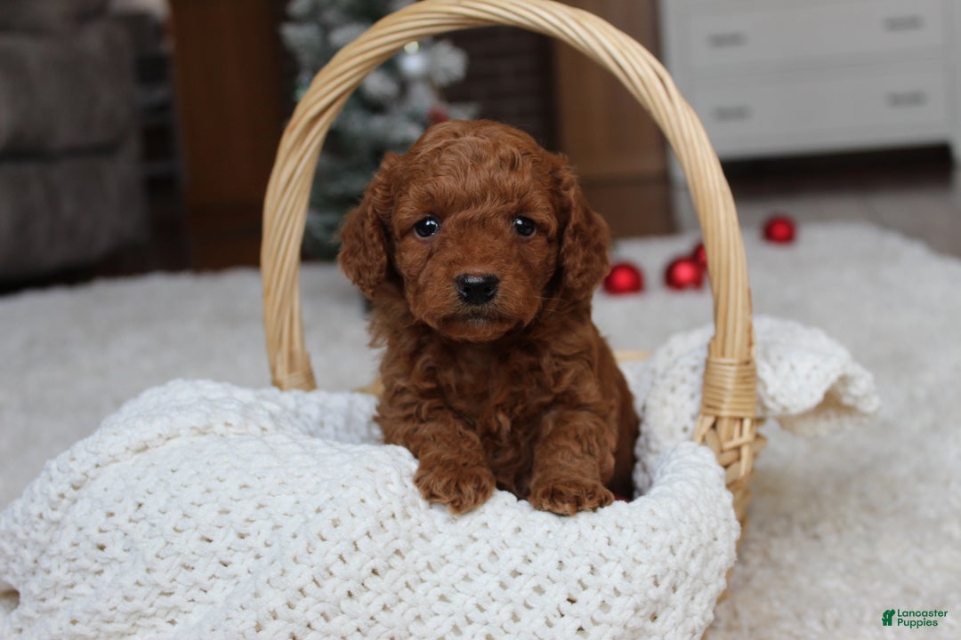 Cavapoochon dogs for sale: Molly - Ad 2