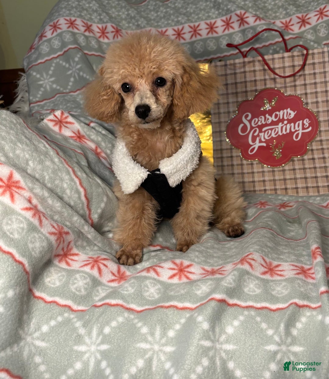 Toy Poodle dogs for sale: Yo-Yo - Ad 2