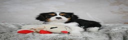Cavalier King Charles Spaniel dogs for sale: Lynn - Ad 4