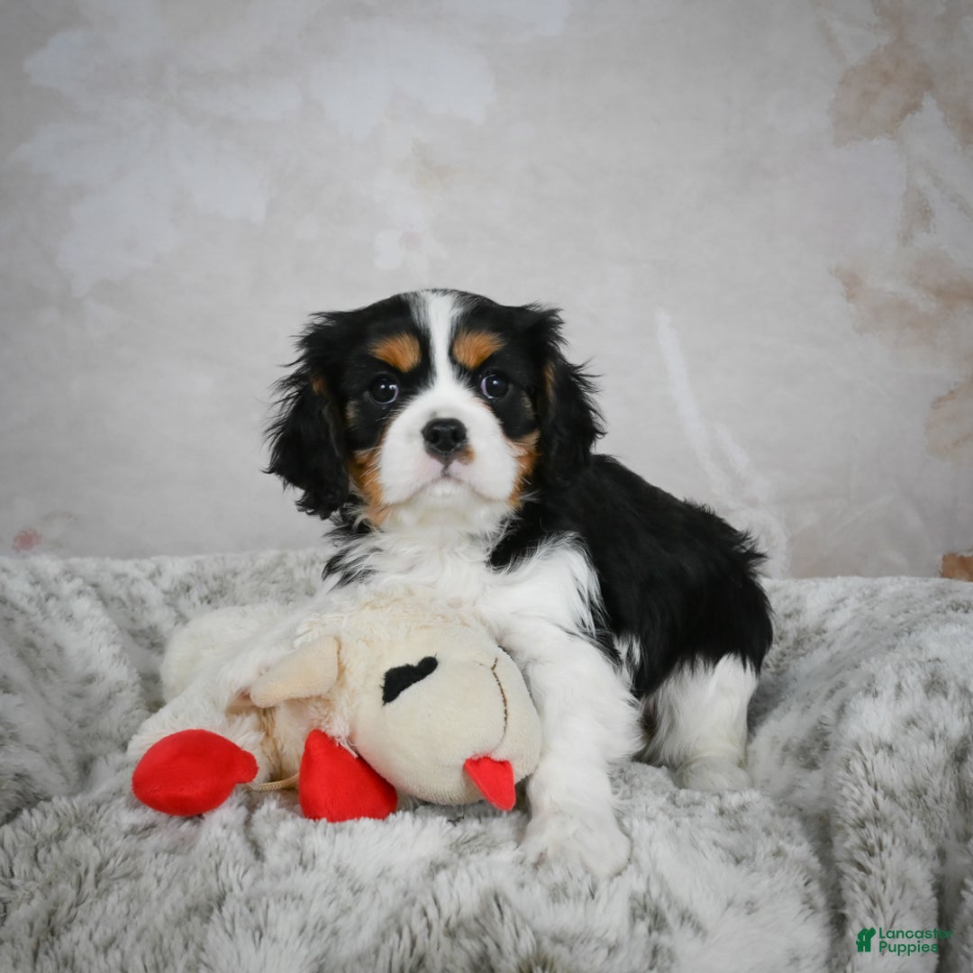 Cavalier King Charles Spaniel dogs for sale: Lynn - Ad 4