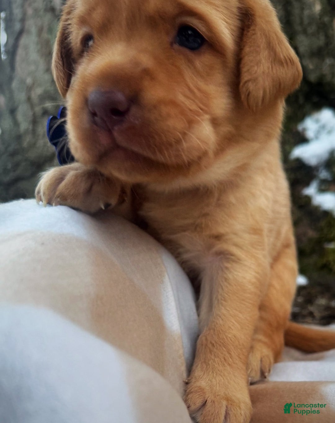 Labrador Retriever dogs for sale: Labrador Retriever Puppy 1 - Ad 5