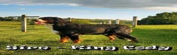 Bernese Mountain Dog dogs for sale: Cole - Ad 11