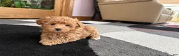 Havapoo dogs for sale: Havapoo Puppy 2 - Ad 4