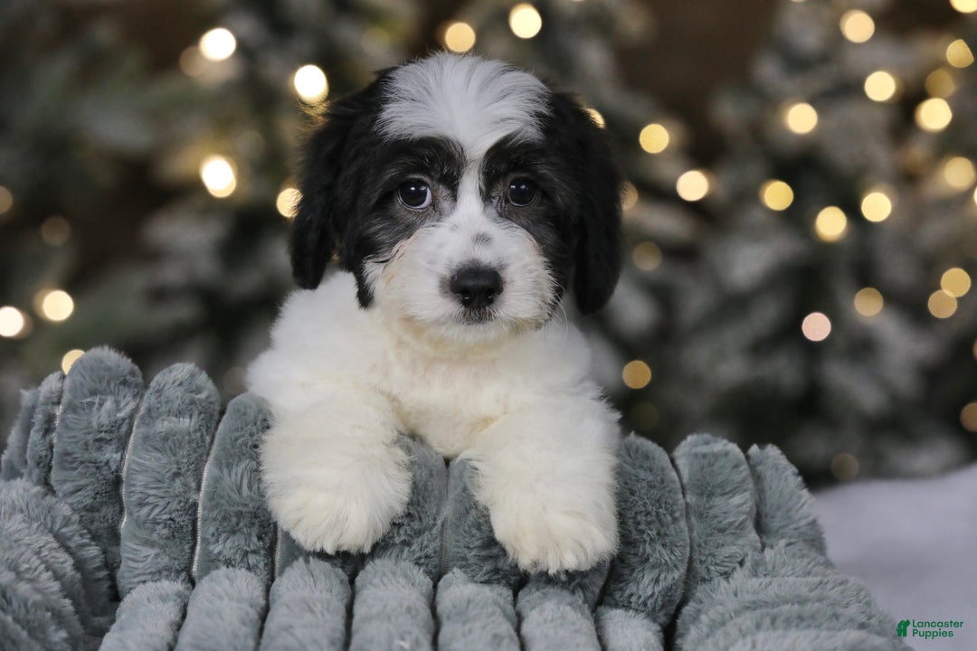 Teddy Bear dogs for sale: Elfie - Ad 6