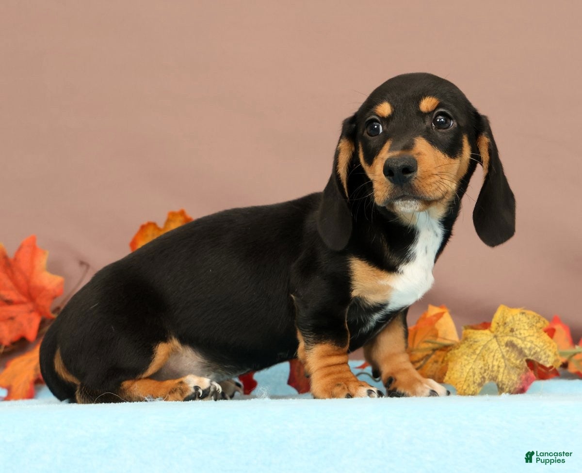 Miniature Dachshund dogs Arrow - Ad 2