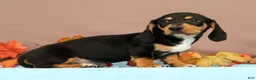 Miniature Dachshund dogs for sale: Arrow - Ad 2