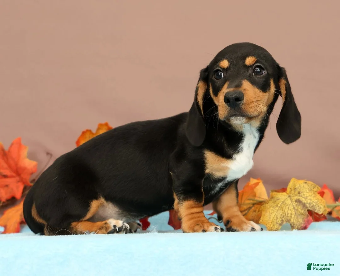 Miniature Dachshund dogs for sale: Arrow - Ad 2