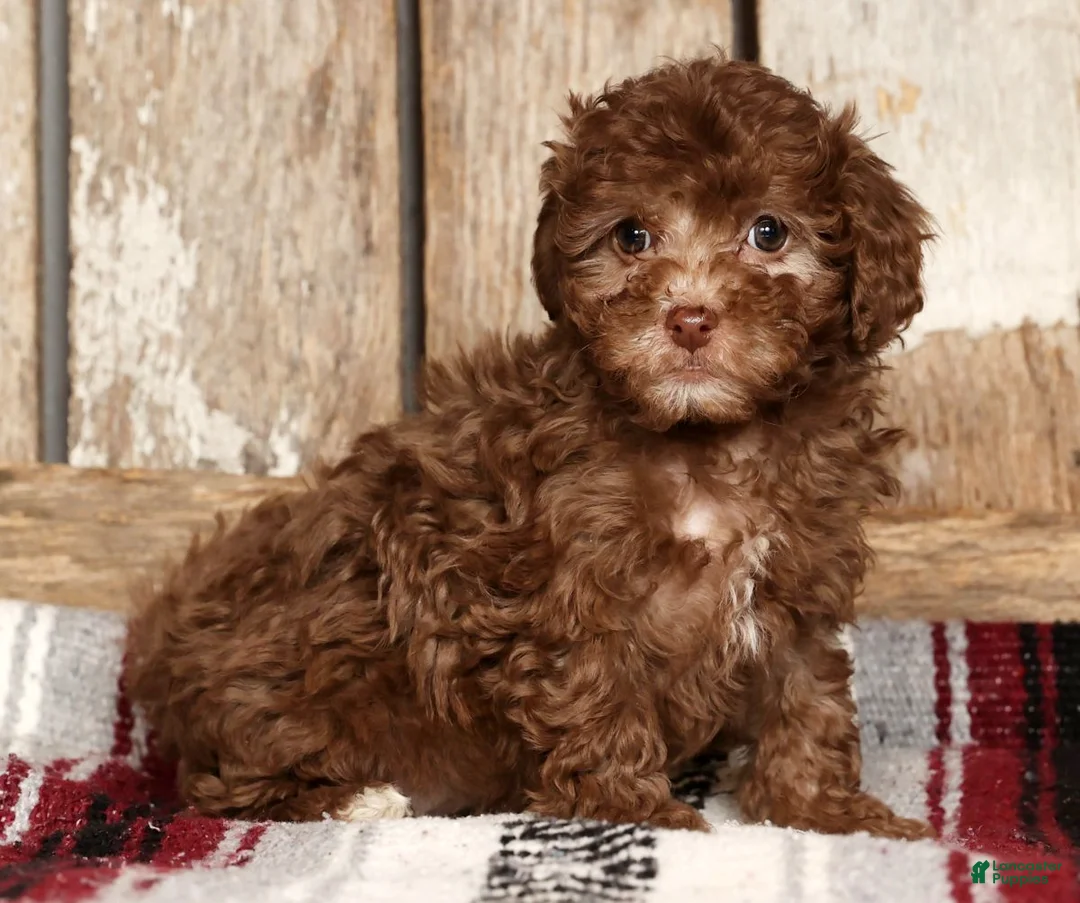 Havapoo dogs for sale: Stella - Ad 5