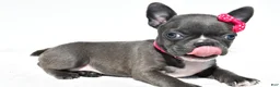 Mixed Breed dogs for sale: Bella - Ad 4