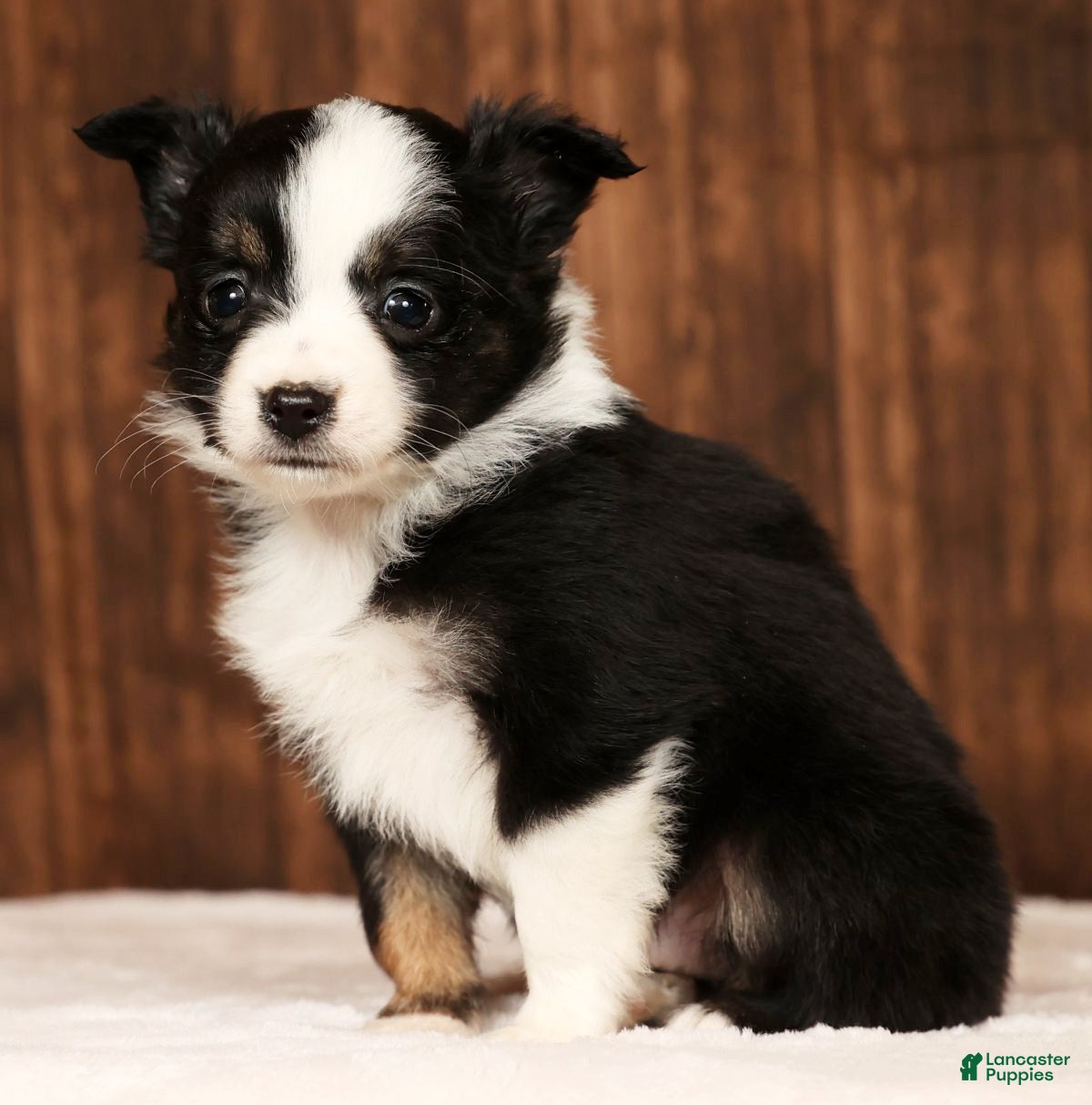 Miniature Australian Shepherd dogs Easton - Ad 2