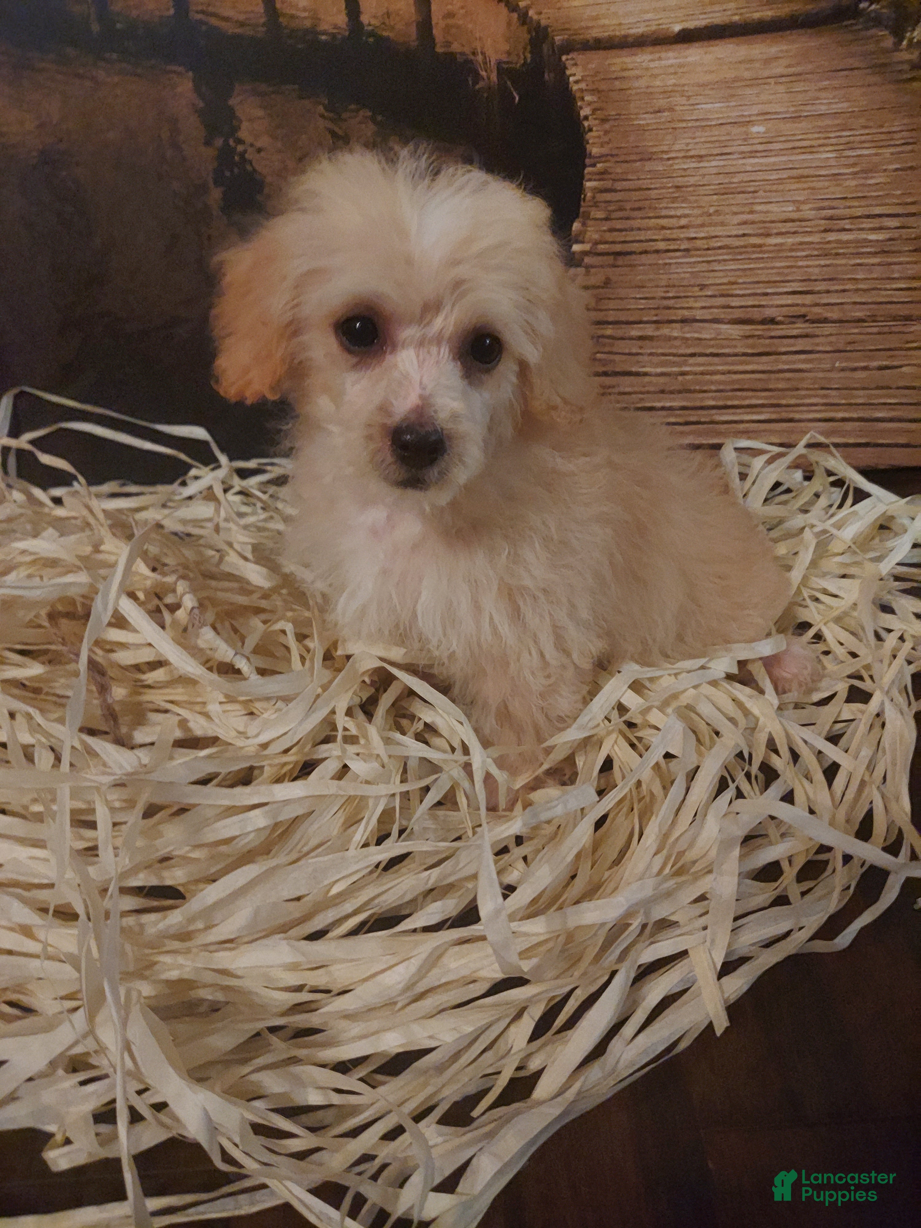 Yorkiepoo dogs Chip - Ad 2