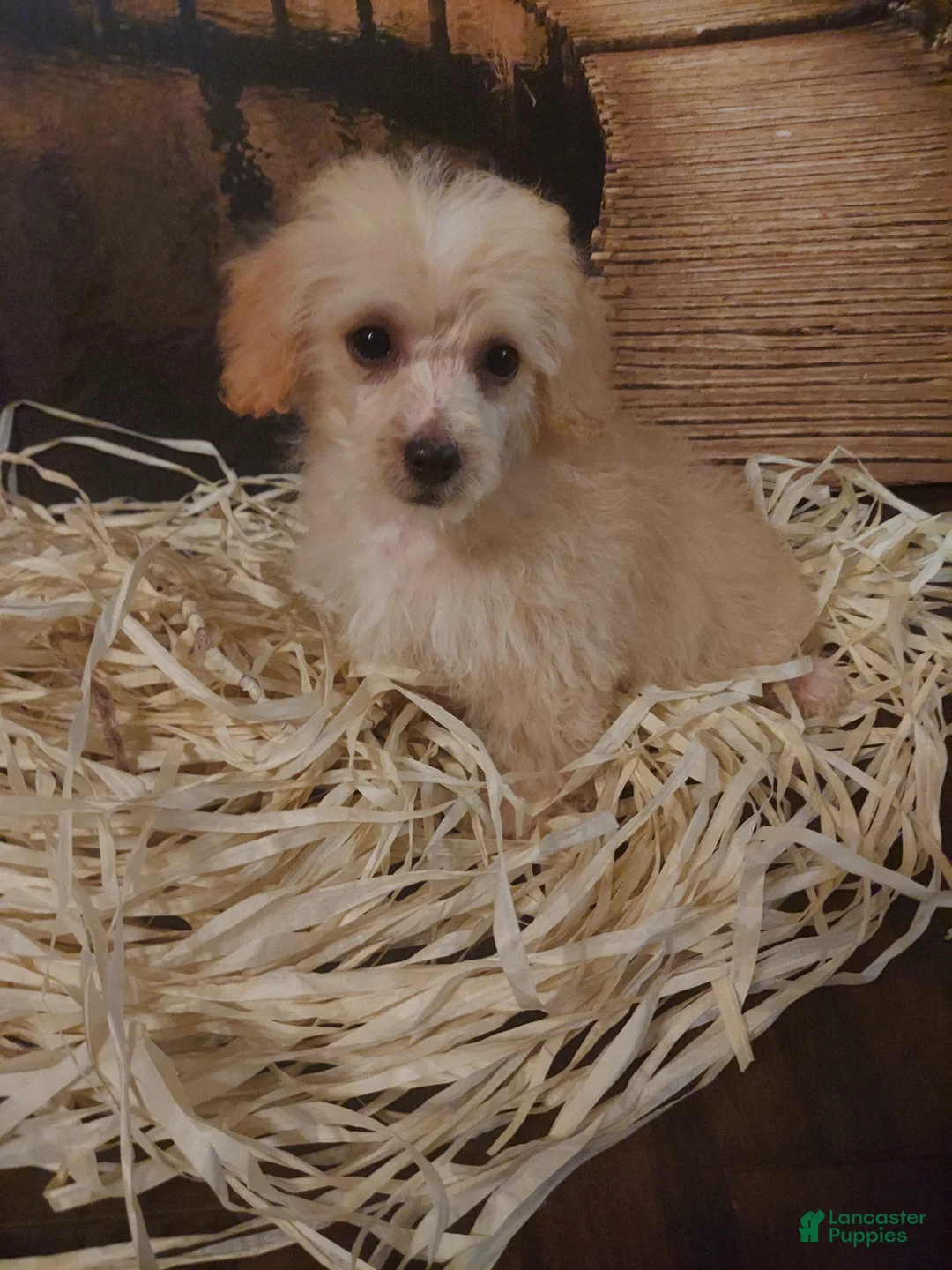 Yorkiepoo dogs for sale: Chip - Ad 1