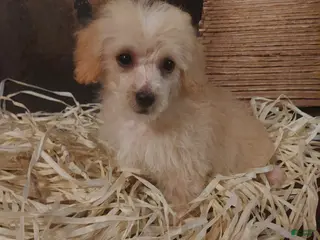 Yorkiepoo dogs Chip - Ad 15