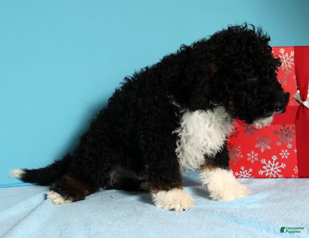 Mini Bernedoodle dogs for sale: Alvin - Ad 7