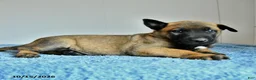 Belgian Malinois dogs for sale: Atlas - Ad 5