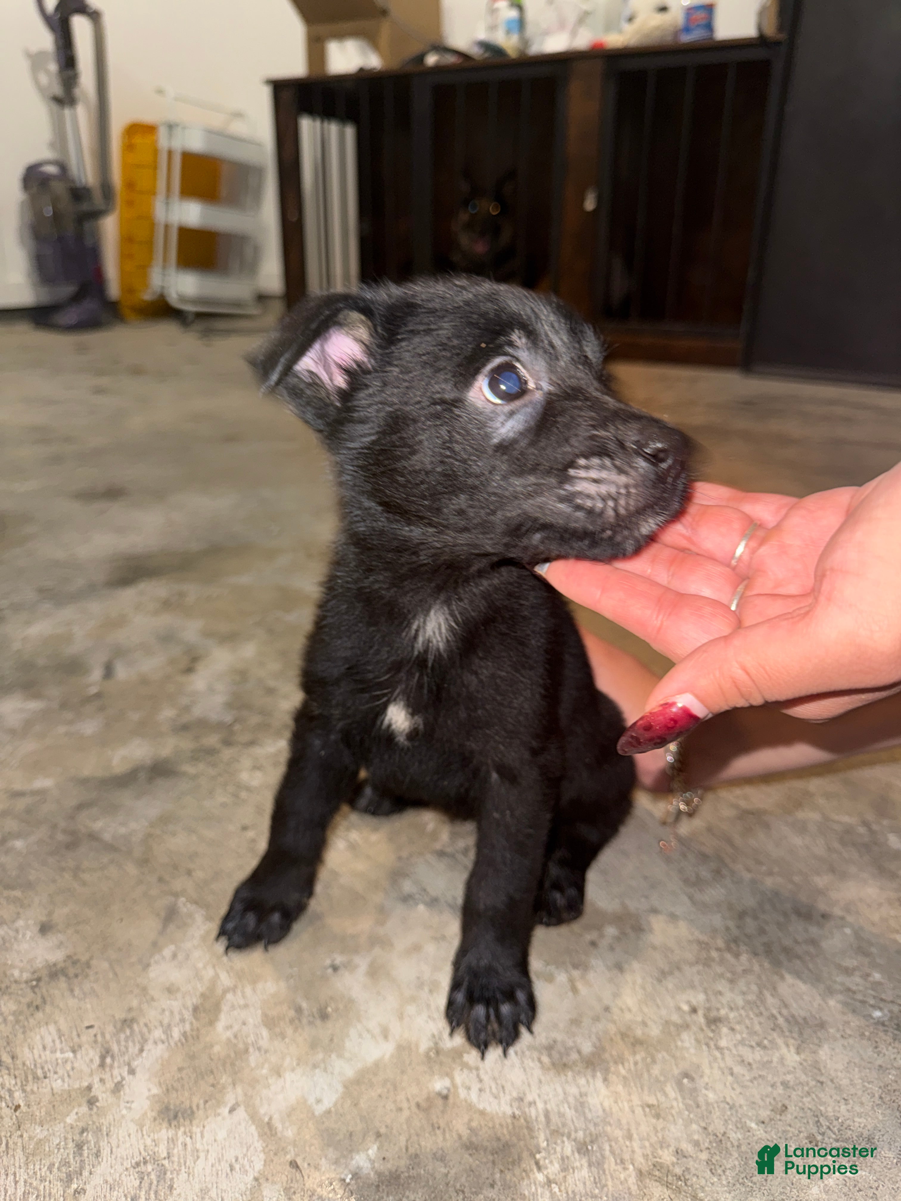 German Shepherd dogs German Shepherd Puppy 3 - Ad 12