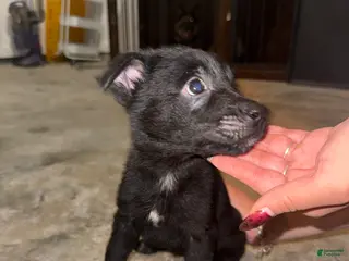 German Shepherd dogs German Shepherd Puppy 3 - Ad 12