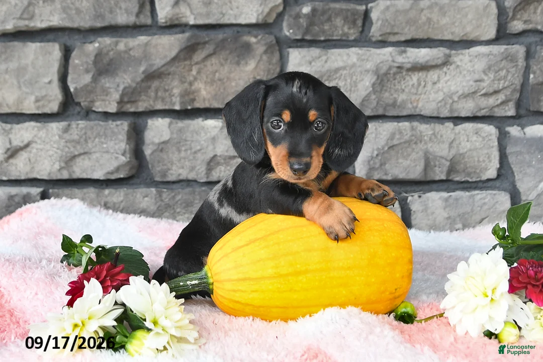 Miniature Dachshund dogs for sale: Fido - Ad 4