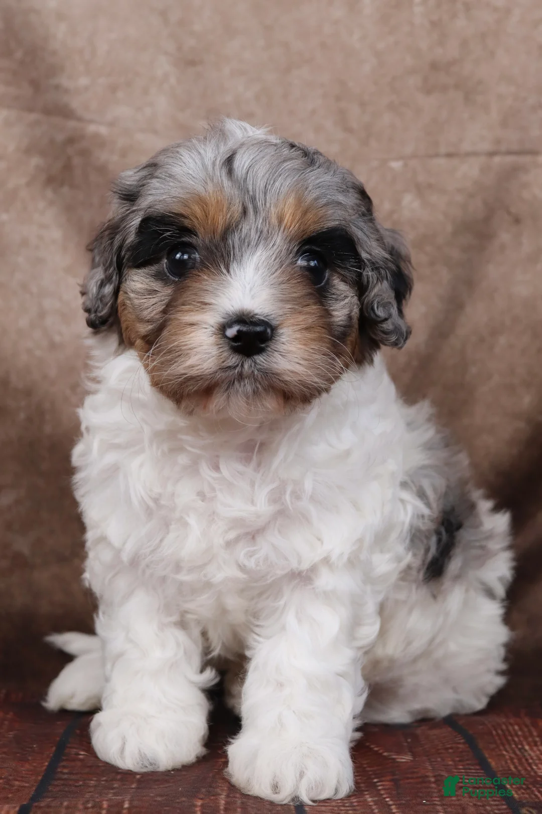 Cavapoo dogs for sale: Belle - Ad 1