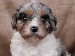 Cavapoo dogs for sale: Belle - Ad 4