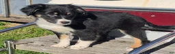 Australian Shepherd dogs for sale: Maggie - Ad 2