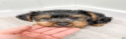Yorkshire Terrier dogs for sale: Isaac - Ad 7