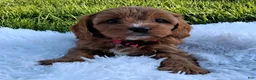 Cavapoo dogs for sale: Oakley - Ad 4