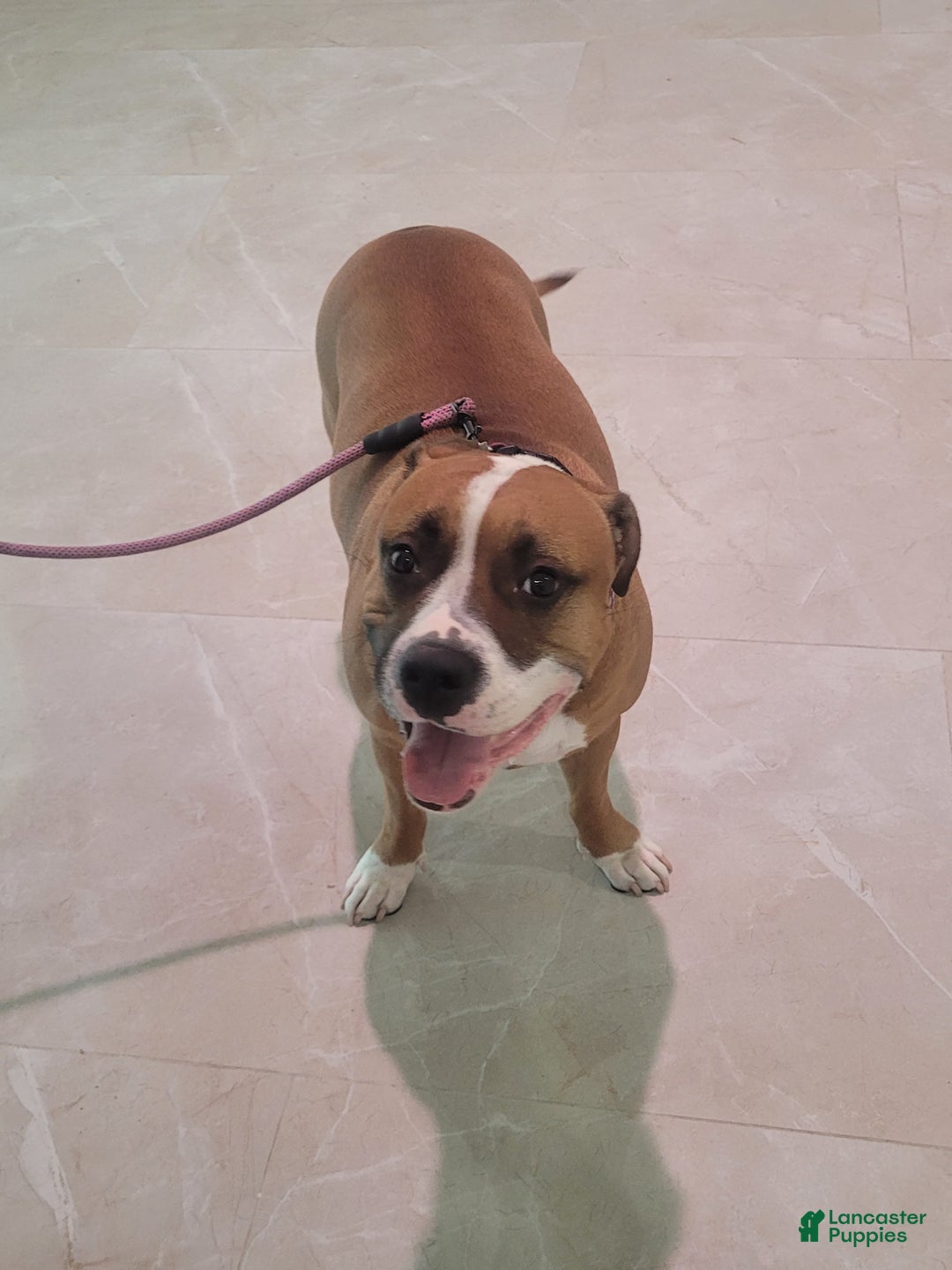 Mixed Breed dogs for sale: Sweet Pea - Ad 6