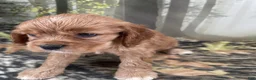 Cockalier dogs for sale: Cockalier 3 - Ad 3