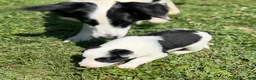 Mixed Breed dogs for sale: Squirrel - Ad 8