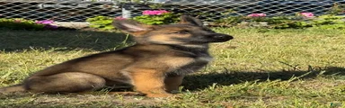 German Shepherd 4