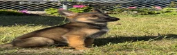 German Shepherd dogs for sale: German Shepherd 4 - Ad 1